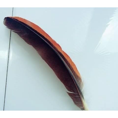 Lông Gà, 10 Chiếc Lông Gà Thông Điếu 20cm Siêu Cứng Cáp
