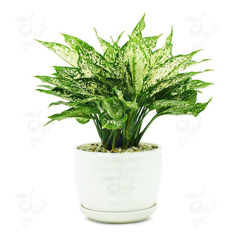 Chậu cây Ngọc ngân( ảnh cuối)