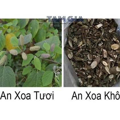 Cây An Xoa hổ trợ ổn định đường huyết - Hàng công ty Thảo Dược Việt