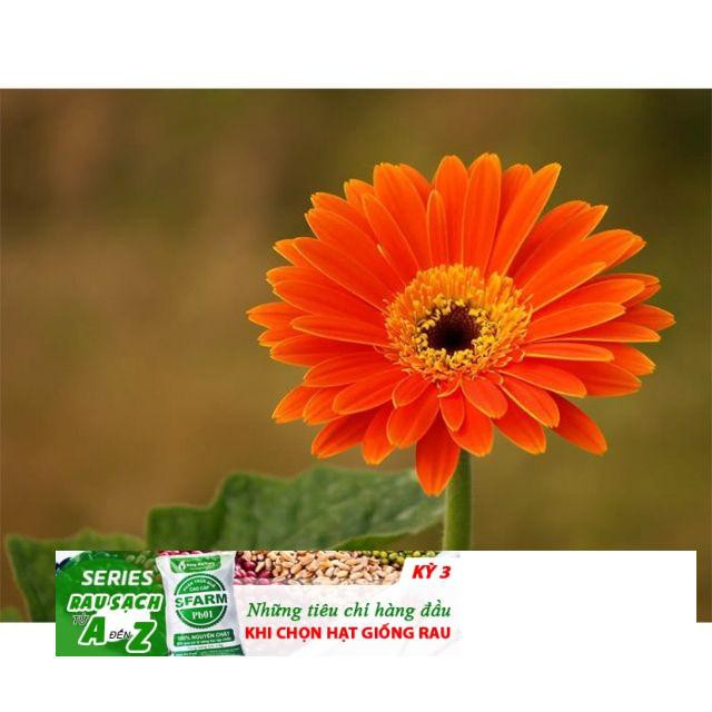Hạt Giống Hoa đồng tiền Mix 100 Hạt/ GóI