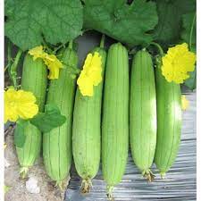 Hạt Giống Mướp Hương Siêu Trái F1(Gói 15 hạt)Dễ Trồng &amp;Năng Suất Cao-Tổng kho hạt giống giá rẻ