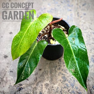 Trầu Bà Đỏ Ngọc Lục Bảo Red Emerald