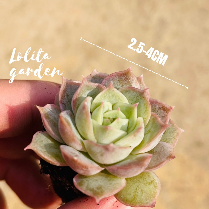 Sen đá ngọc bích Đà Lạt size mini cây cảnh trang trí nhà cửa Lolita garden
