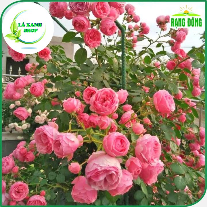 Hạt giống Hoa Hồng Leo Pháp Nhiều Màu (gói 10 hạt) - Hạt Giống Rạng Đông