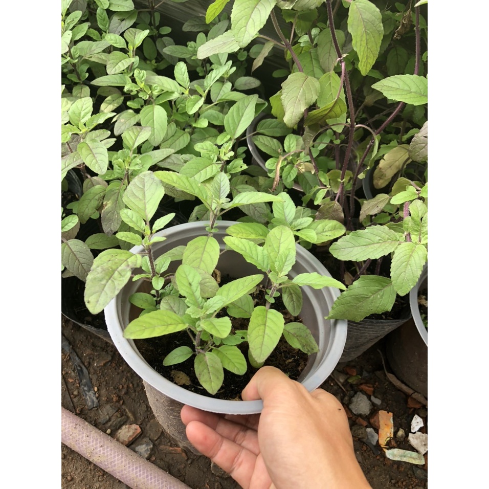 Cây Hương nhu tía