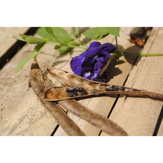 Combo 5 hạt hoa đậu biếc