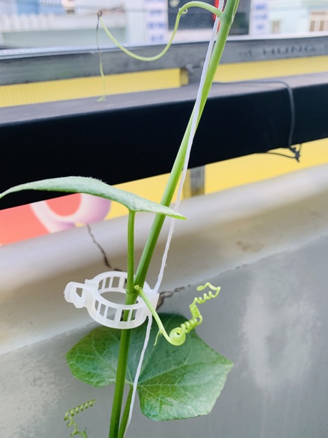 25 kẹp giữ thân cây leo, cà chua, phong lan