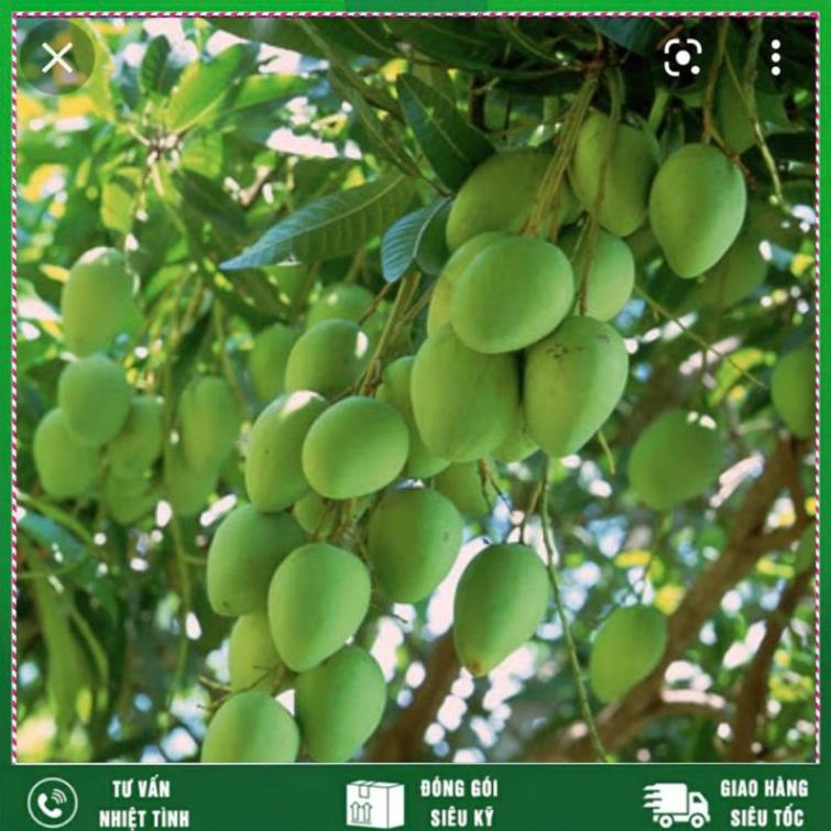 Siêu BO-kích thích ra hoa  đậu quả ,chống rụng trái non VTNN NHẤT VIỆT