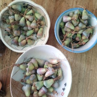 Lithops ( thạch lan) ~2cm