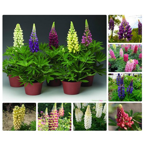 Hạt giống hoa Đậu lupin mix