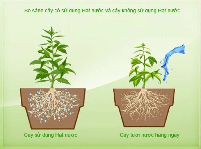 Hạt giữ ẩm cho đất