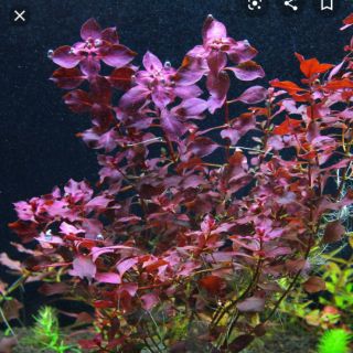 Táo đỏ (thủy sinh Nha Trang)