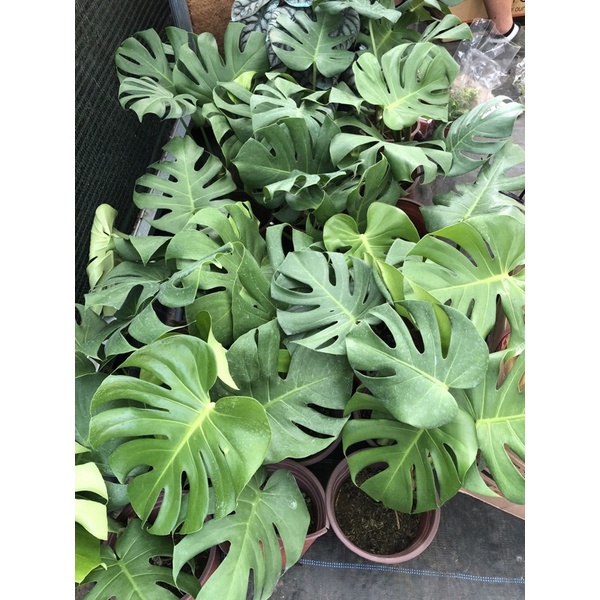 Trầu bà lá xẻ Nam Mỹ- MONSTERA- Quái vật rừng xanh