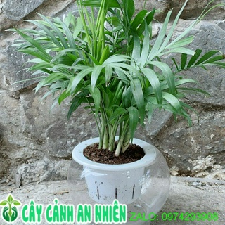 Chậu cây cau tiểu trâm thuỷ canh 30cm