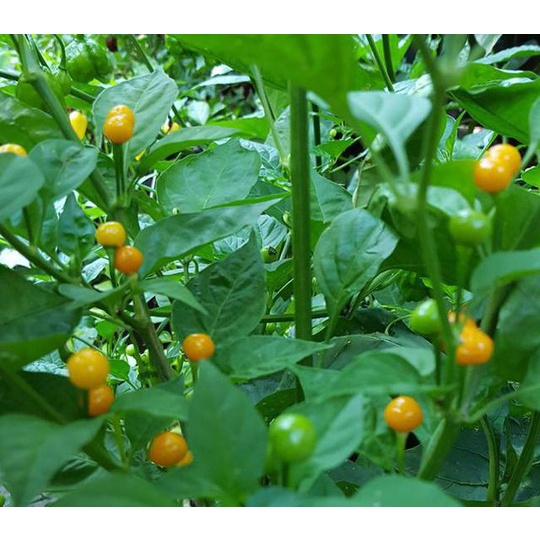 Hạt Giống Ớt Mắc Nhất Thế Giới -  - 3 hạt