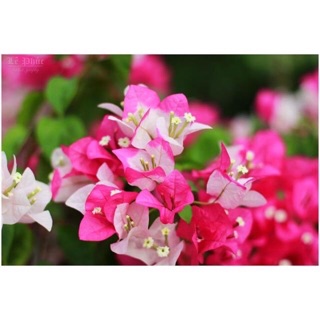 Cây giống hoa giấy 35k/bầu