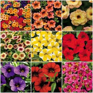 Hạt giống hoa triệu chuông mix