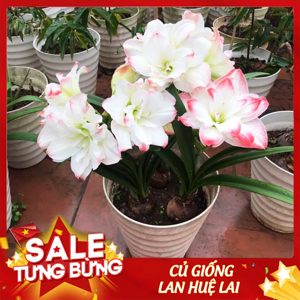 Củ lan huệ lai ⚡CỰC ĐẸP⚡ giống gieo hạt của những phép lai có bố mẹ xuất sắc