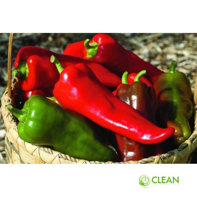 ⚡️ GÓI 50 HẠT ỚT SỪNG BÒ F1⚡️ SIÊU TO SIÊU KHỔNG LỒ