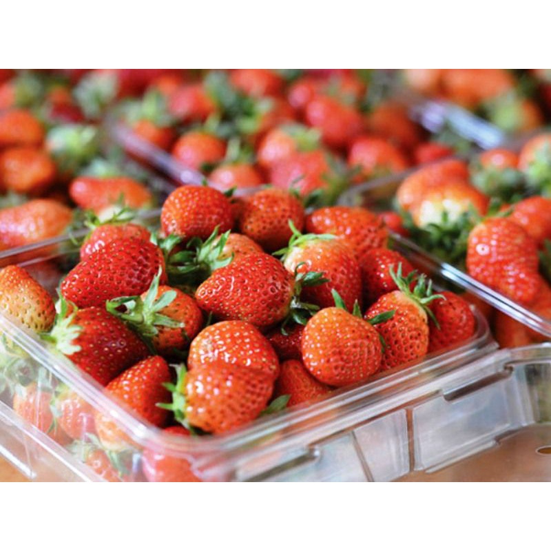 Cây Dâu Tây Pháp Chịu Nhiệt Combo X10 Giống Cấy Mô