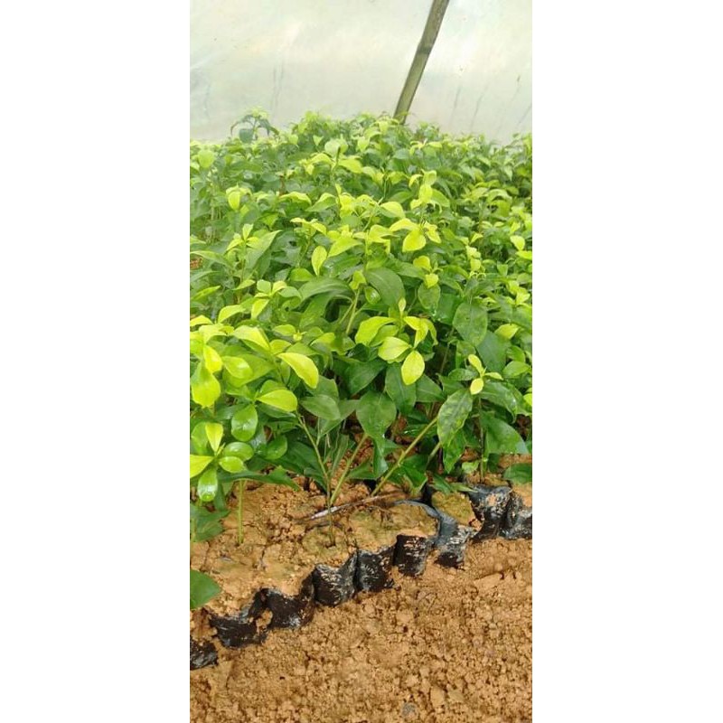 Cây giống nhài nhật