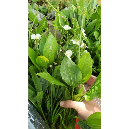 Bách thủy tiên trang trí bàn làm việc, văn phòng, phòng khách