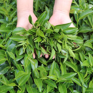 Bột Trà Xanh ⚡️𝐅𝐑𝐄𝐄 𝐒𝐇𝐈𝐏⚡️ Bột Matcha, Nguyên Chất , Đắp Mặt, Uống, Pha Trà Sữa, Nấu Ăn, Làm Bánh.