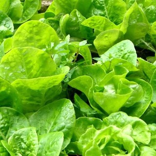 5gr - HẠT GIỐNG RAU XÀ LÁCH  MỠ