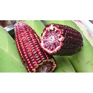 Hạt Giống Ngô Nếp Tím - 20 Hạt
