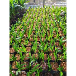 cây dừa xiêm lùn