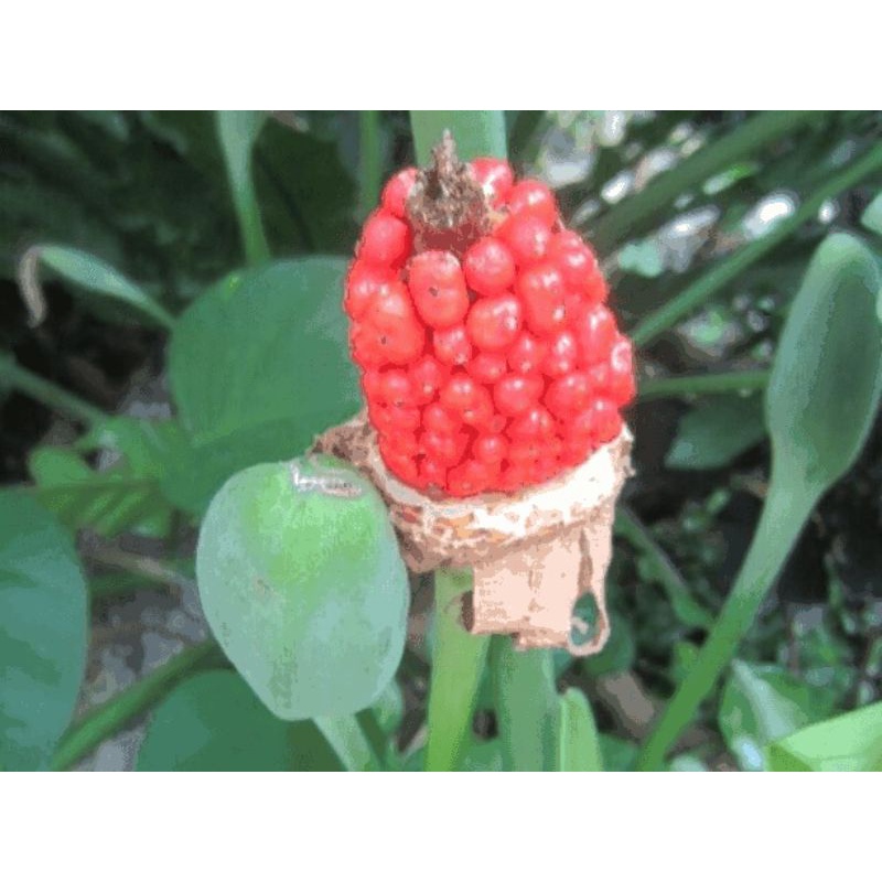 Cây giống ráy voi thân lùn