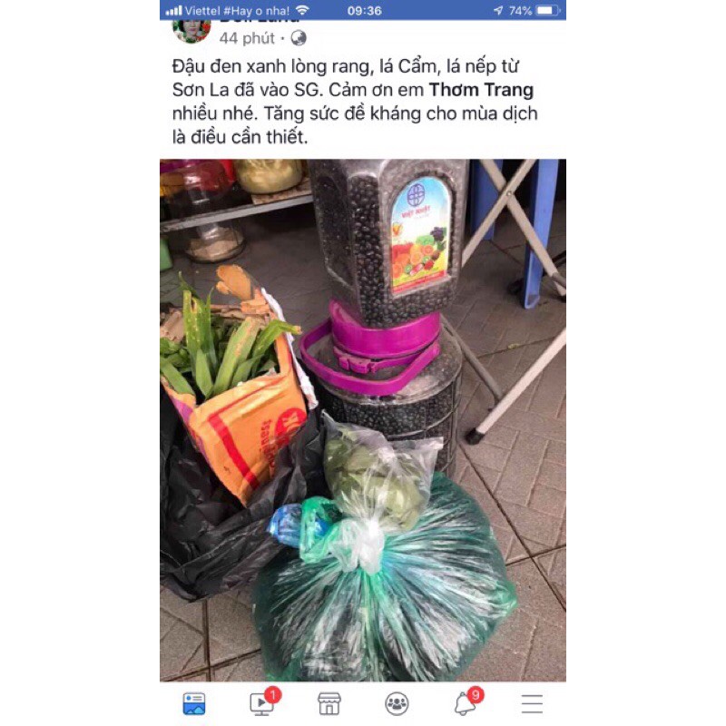Cây giống lá cẩm thổi xôi ngũ sắc tặng nắm lá dùng luôn