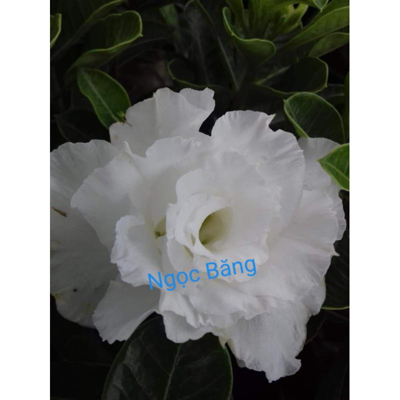 Sứ Ngọc Băng