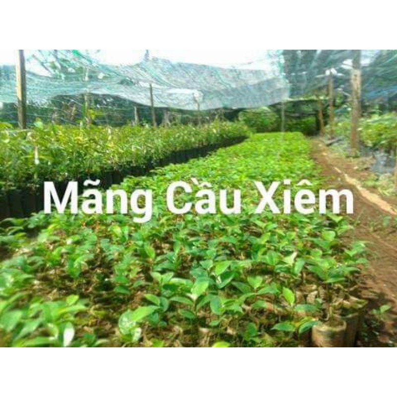 cây giống mãng cầu xiêm