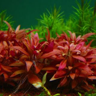 Huyết tâm lan mini ( CÂY TIỀN CẢNH)  ( 15 ngọn 50k) lá nước