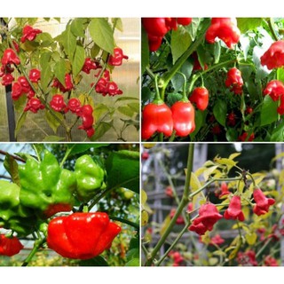 Hạt giống Ớt hoa hồng
