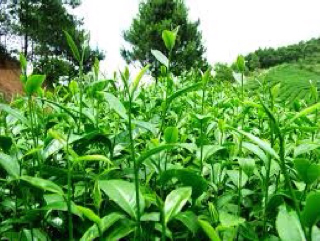 Cây giống CHÈ XANH