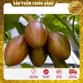 Hạt giống cà chua thân gỗ ( 04 hạt)