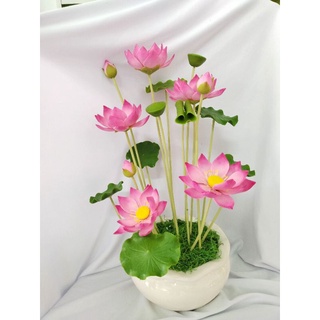 Chậu sen size trung cao 43 đến 45cm