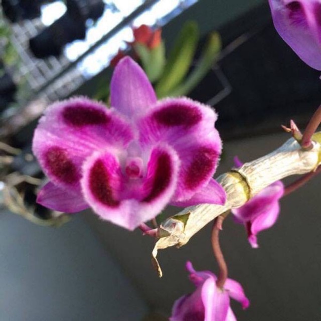 Trầm 6 mắt hàng giống