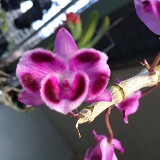 Trầm 6 mắt hàng giống