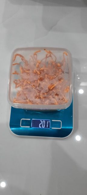 1 hộp 200 gam Đông Trùng Hạ Thảo tươi | BigBuy360 - bigbuy360.vn