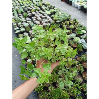 Mua Cây kinh giới cay Oregano