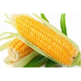 (Gói 15 hạt)Hạt giống ngô ngọt ( bắp mỹ ) dễ trồng kháng bệnh tốt năng suất cao
