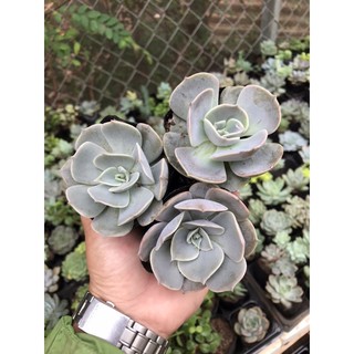 Sen đá đất bạc❤️