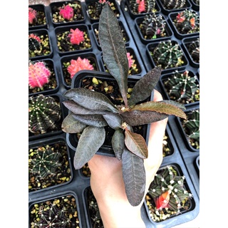 CÂY XƯƠNG RỒNG MŨ ĐỤC ( Euphorbia Francoisii)