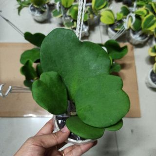 Lan cẩm cù tim xanh