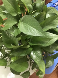 Trầu bà lá xanh (trầu bà thái)