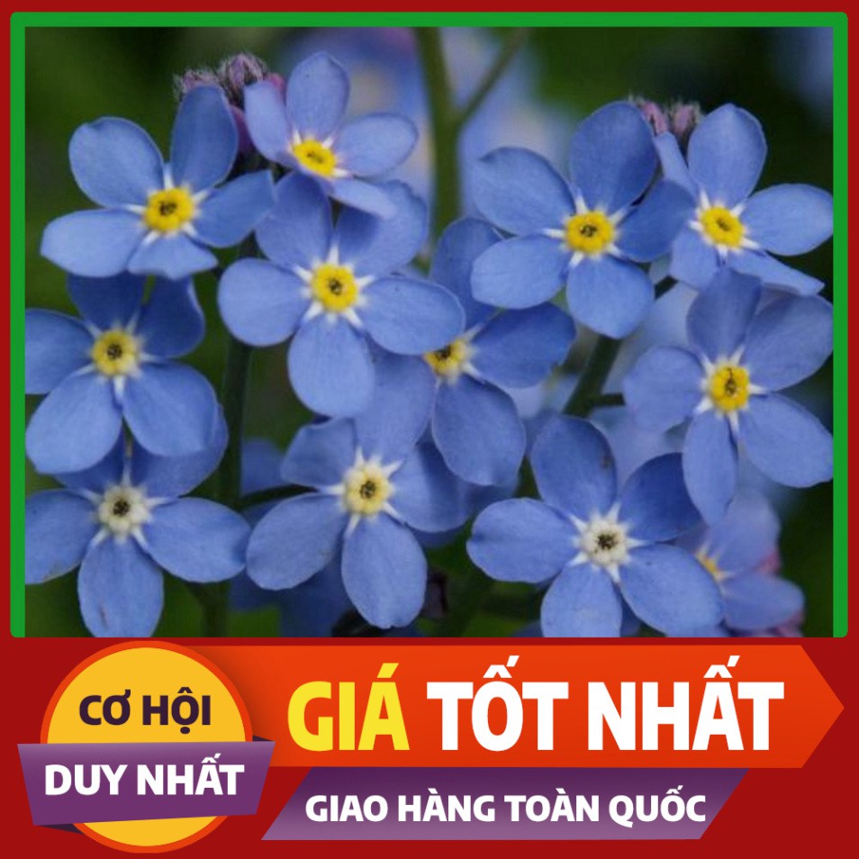 Hạt giống hoa Lưu Ly