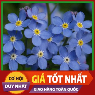 Hạt giống hoa Lưu Ly
